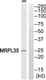 MRPL35 Antibody in Western Blot (WB)