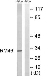 MRPL46 Antibody in Western Blot (WB)