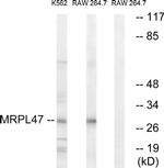MRPL47 Antibody in Western Blot (WB)