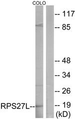 RPS27L Antibody in Western Blot (WB)