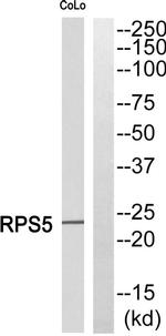 RPS5 Antibody in Western Blot (WB)