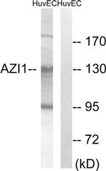 CEP131 Antibody in Western Blot (WB)