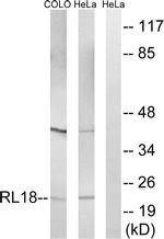 RPL18 Antibody in Western Blot (WB)