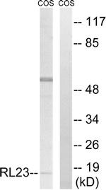RPL23 Antibody in Western Blot (WB)