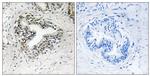 RPL30 Antibody in Immunohistochemistry (Paraffin) (IHC (P))
