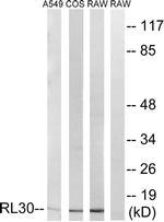 RPL30 Antibody in Western Blot (WB)