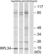 RPL34 Antibody in Western Blot (WB)