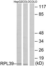 RPL39 Antibody in Western Blot (WB)