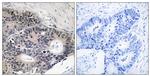 ABHD12B Antibody in Immunohistochemistry (Paraffin) (IHC (P))