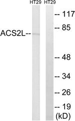 ACSS1 Antibody in Western Blot (WB)