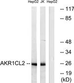 AKR1E2 Antibody in Western Blot (WB)
