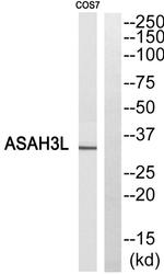 ACER2 Antibody in Western Blot (WB)