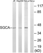 Alpha Sarcoglycan Antibody in Western Blot (WB)