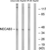 NECAB3 Antibody in Western Blot (WB)