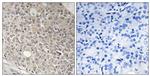 AMOTL1 Antibody in Immunohistochemistry (Paraffin) (IHC (P))
