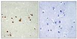 ANKRD26 Antibody in Immunohistochemistry (Paraffin) (IHC (P))