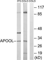 APOOL Antibody in Western Blot (WB)