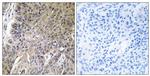 Arylsulfatase G Antibody in Immunohistochemistry (Paraffin) (IHC (P))