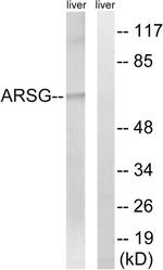 Arylsulfatase G Antibody in Western Blot (WB)