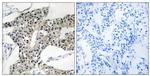 ARSK Antibody in Immunohistochemistry (Paraffin) (IHC (P))