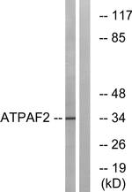 ATPAF2 Antibody in Western Blot (WB)