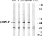 B3GALT1 Antibody in Western Blot (WB)