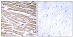B3GALT2 Antibody in Immunohistochemistry (Paraffin) (IHC (P))