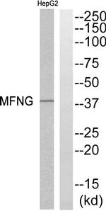MFNG Antibody in Western Blot (WB)