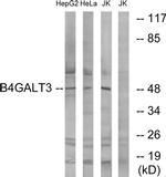 B4GALT3 Antibody in Western Blot (WB)