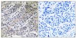 BRP44 Antibody in Immunohistochemistry (Paraffin) (IHC (P))
