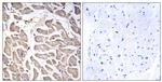 BRWD3 Antibody in Immunohistochemistry (Paraffin) (IHC (P))