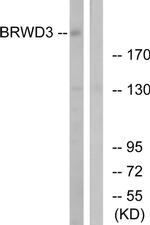BRWD3 Antibody in Western Blot (WB)