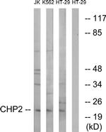 CHP2 Antibody in Western Blot (WB)