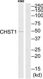 CHST1 Antibody in Western Blot (WB)