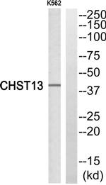 CHST13 Antibody in Western Blot (WB)
