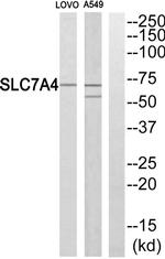 SLC7A4 Antibody in Western Blot (WB)