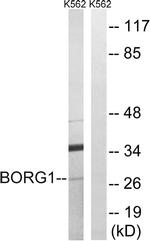 Cdc42EP2 Antibody in Western Blot (WB)