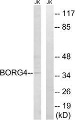 Cdc42EP4 Antibody in Western Blot (WB)