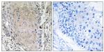 Cerebellin 3 Antibody in Immunohistochemistry (Paraffin) (IHC (P))