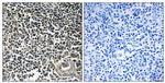 Cerebellin 4 Antibody in Immunohistochemistry (Paraffin) (IHC (P))