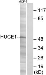 Cerebral Protein 1 Antibody in Western Blot (WB)