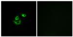 CLCC1 Antibody in Immunocytochemistry (ICC/IF)