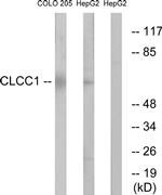 CLCC1 Antibody in Western Blot (WB)