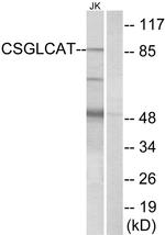 CSGlcAT Antibody in Western Blot (WB)