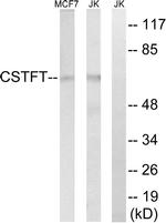 CSTF2T Antibody in Western Blot (WB)