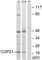 COPZ1 Antibody in Western Blot (WB)