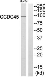 CEP95 Antibody in Western Blot (WB)