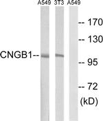 CNGB1 Antibody in Western Blot (WB)