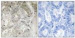 CST1 Antibody in Immunohistochemistry (Paraffin) (IHC (P))