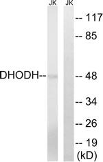 DHODH Antibody in Western Blot (WB)
